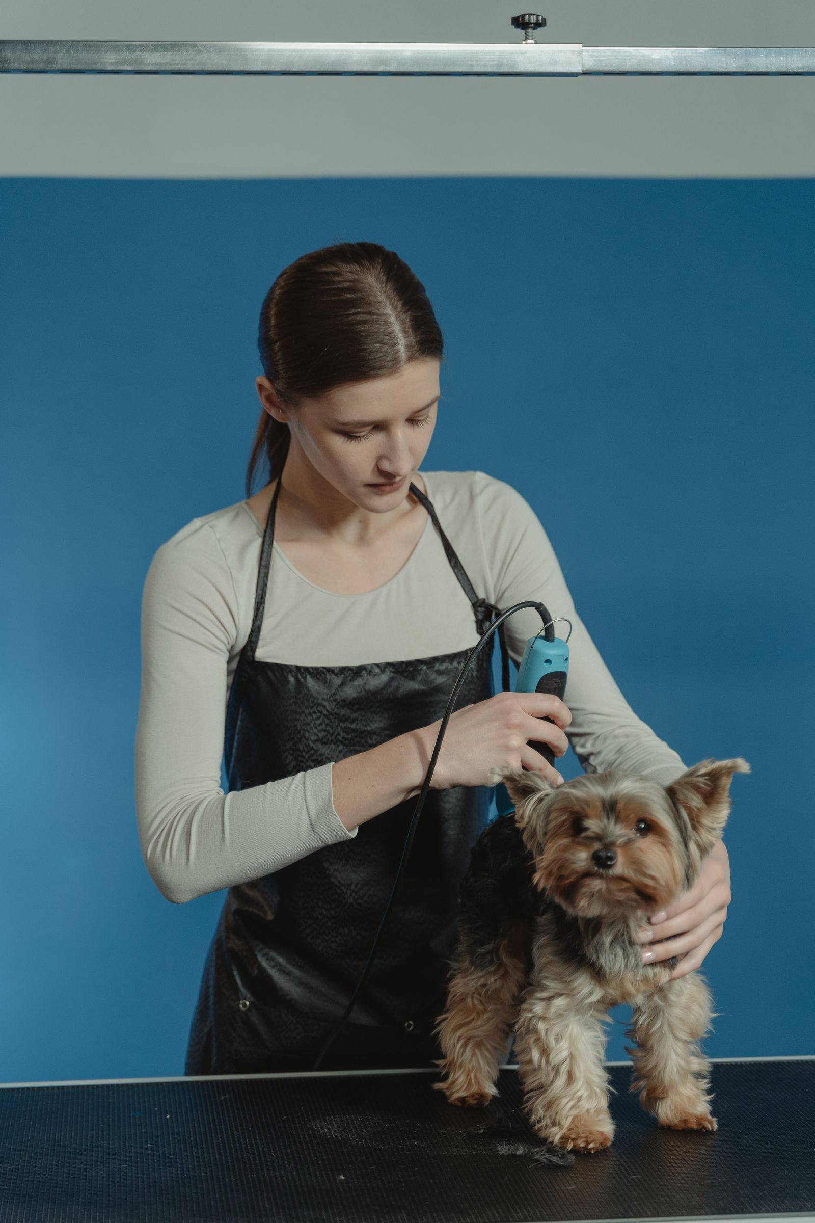 A groomer styling a Yorkshire terrier