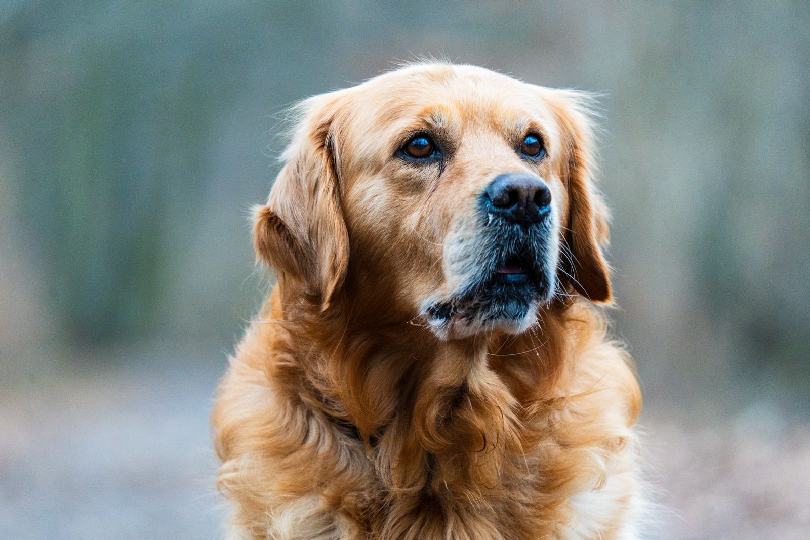 Golden retriever portrait