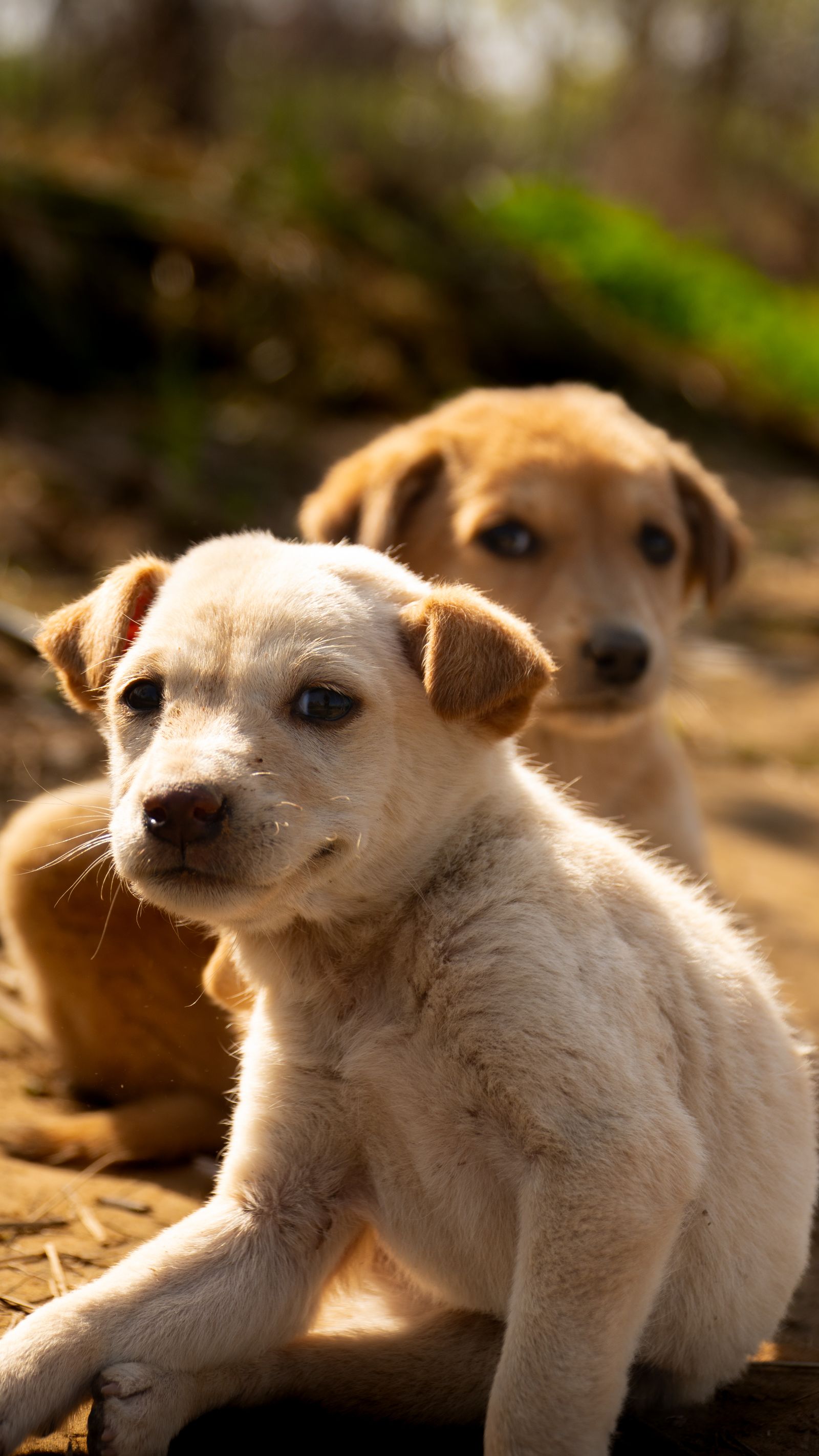 Golden puppy