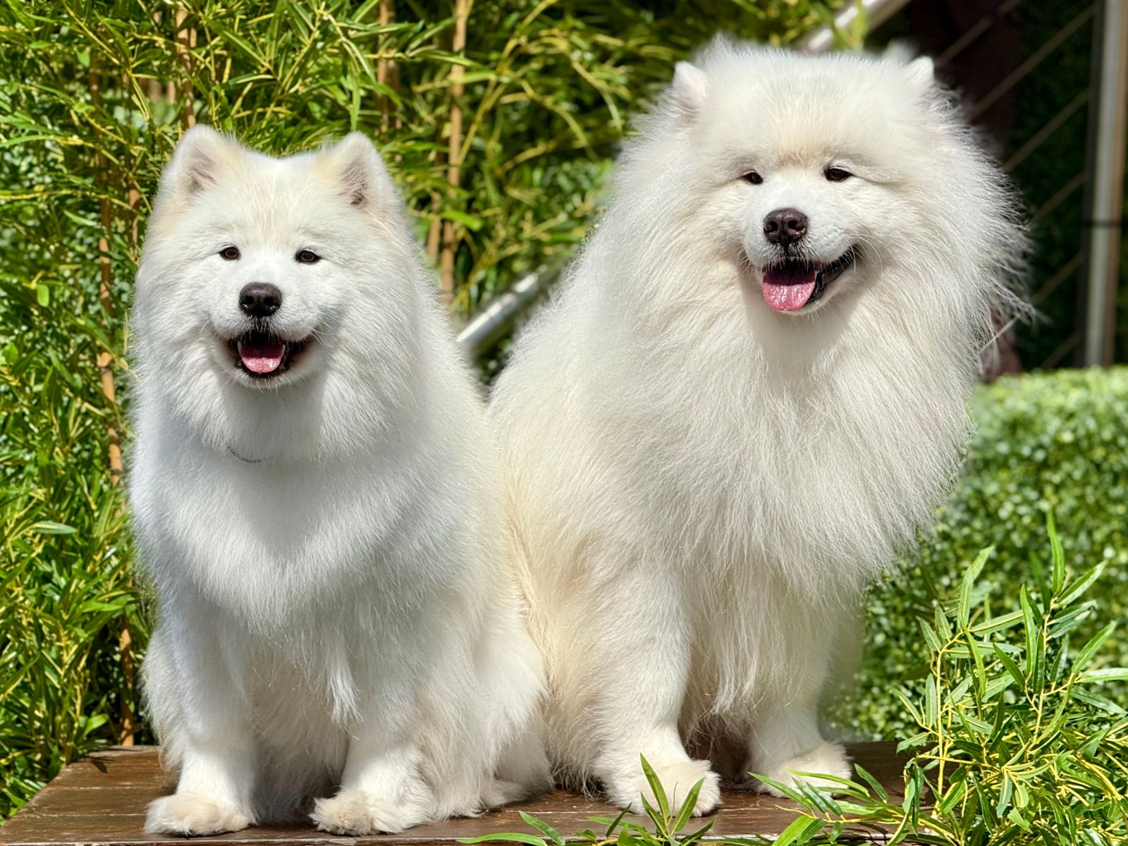Two fluffy samoyeds