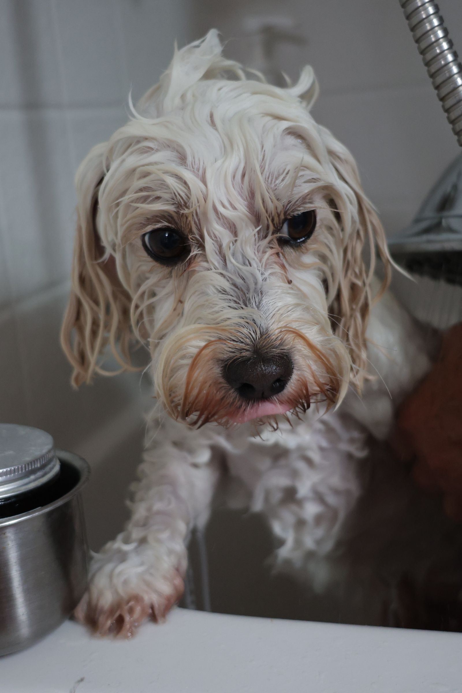 Dog mid-bath
