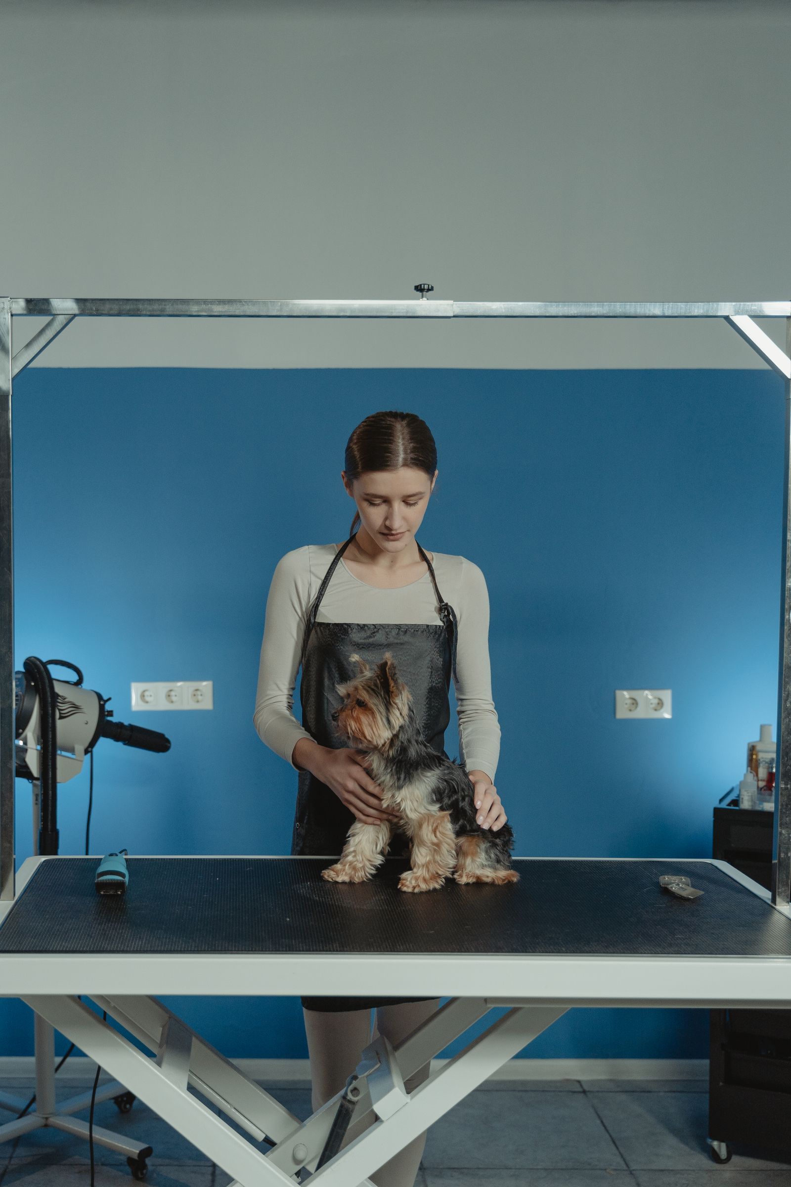 Groomer styling a Yorkshire terrier in our studio